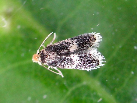 Ectoedemia heringella