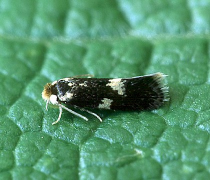 Adult &bull; Wellhome Park, Brighouse, W.Yorks. &bull; &copy; Ian Kimber