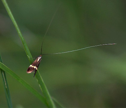 Adelidae