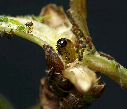 Prodoxidae