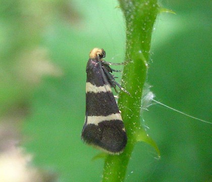 Adult &bull; Brede High Wood, E. Sussex &bull; &copy; Dave Monk