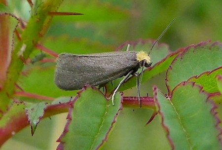 Lampronia pubicornis