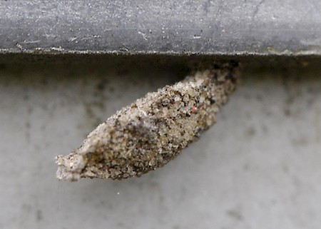 Dahlica triquetrella