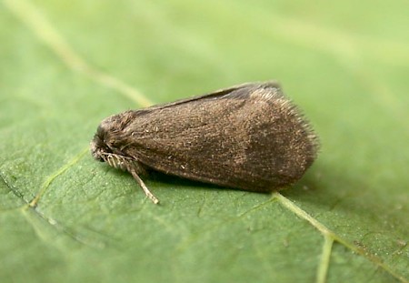 Psyche casta