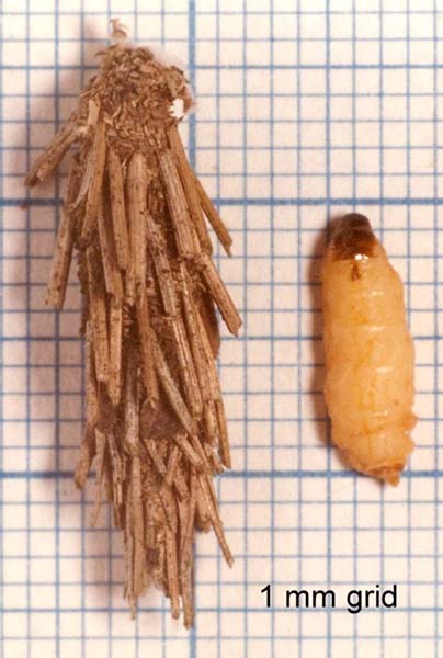 Acanthopsyche atra