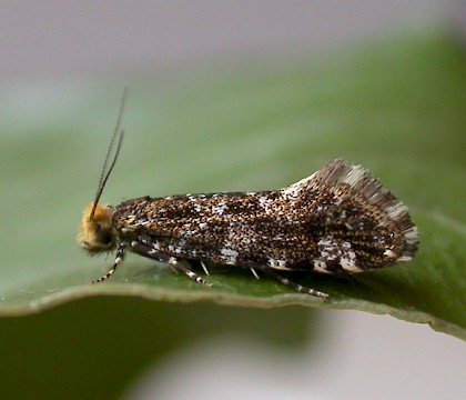 Adult &bull; Dunham Massey, Cheshire; ex. larva in bracket fungus &bull; &copy; Ben Smart