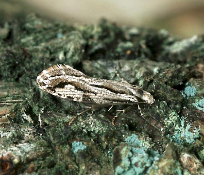 Adult &bull; East Invernessshire &bull; &copy; Roy Leverton