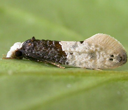 Adult &bull; Reared from Barn Owl pellets, per. J. Voogd, Netherlands &bull; &copy; Ben Smart