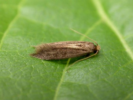 Opogona omoscopa