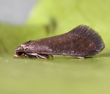 Adult &bull; ex. Larva, Martin Mere, Lancs. &bull; &copy; Ben Smart