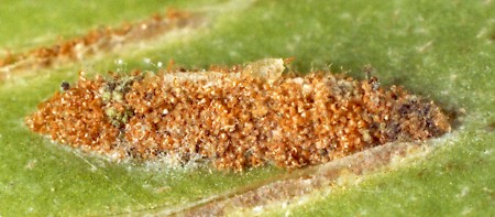 Psychoides verhuella