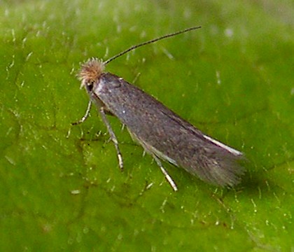 Bucculatricidae