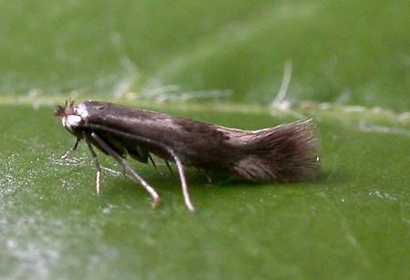 Bucculatrix nigricomella