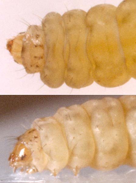 Bucculatrix maritima