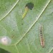 Larvae • Elveden Forest, Suffolk • © Ben Smart