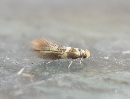 Bucculatrix thoracella