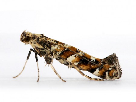 Gracillaria syringella
