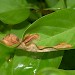 Mine • Mine on Syringa sp., Congleton, Cheshire • © Ian Kimber