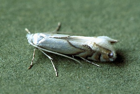 Phyllonorycter harrisella
