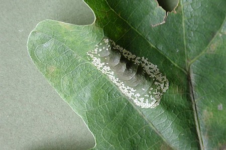 Phyllonorycter roboris