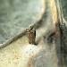 Pupal case • Elland, W. Yorks • © Ian Kimber