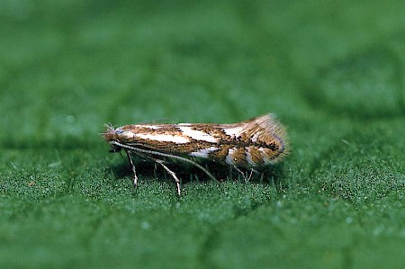 Phyllonorycter blancardella