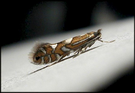 Phyllonorycter strigulatella