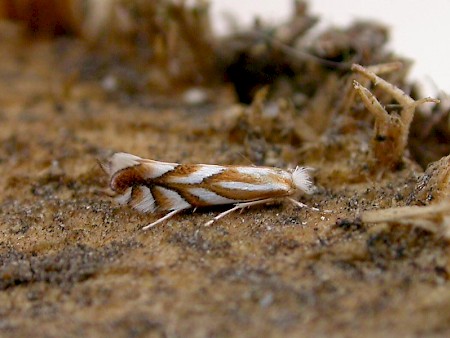 Phyllonorycter distentella