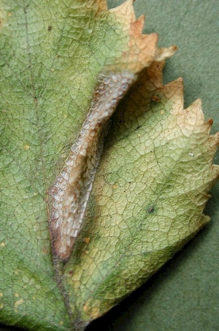 Phyllonorycter ulmifoliella