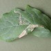 Leafmine • Mine on Symphoricarpos, Appleton, Cheshire • © Ian Kimber