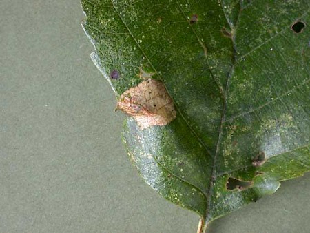 Phyllonorycter klemannella
