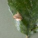 Leafmine • Mine on Alnus, Appleton, Cheshire • © Ian Kimber