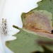 Adult • Highnam Woods, Gloucestershire, reared from mine on P. tremula • © Guy Meredith