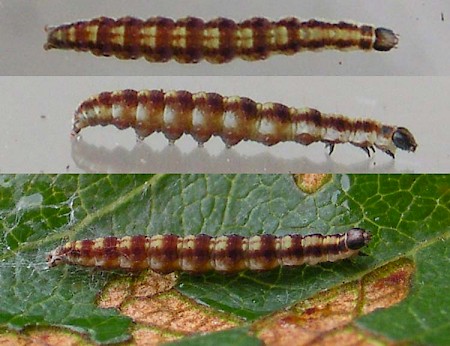 Swammerdamia pyrella