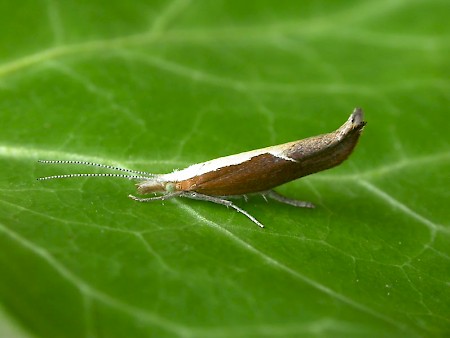 Honeysuckle Moth Ypsolopha dentella