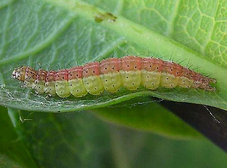 Honeysuckle Moth Ypsolopha dentella