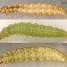 Larvae • On Hesperis matronalis. Early May and July. Derbyshire. Imagines reared. • © Ian Smith
