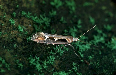 Rhigognostis incarnatella