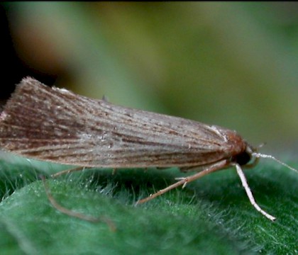 Glyphipterigidae