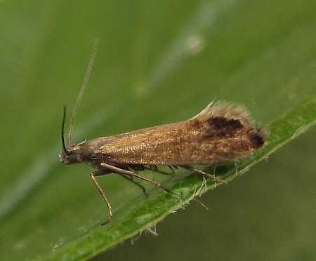 Glyphipterix thrasonella