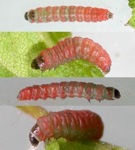 Argyresthia brockeella