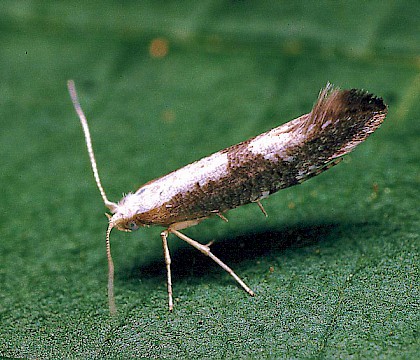 Adult &bull; Studham, Bedfordshire &bull; &copy; Charles Baker