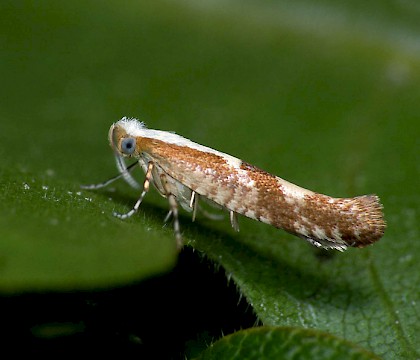 Adult &bull; Hunthouse Wood, Worcestershire &bull; &copy; Patrick Clement