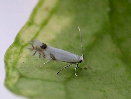 Laburnum Leaf Miner Leucoptera laburnella