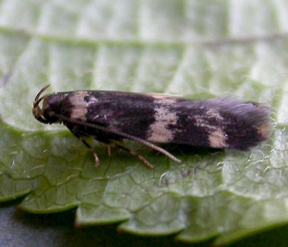 Autostichidae