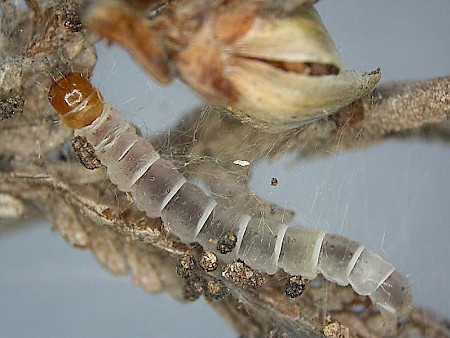 Oegoconia caradjai