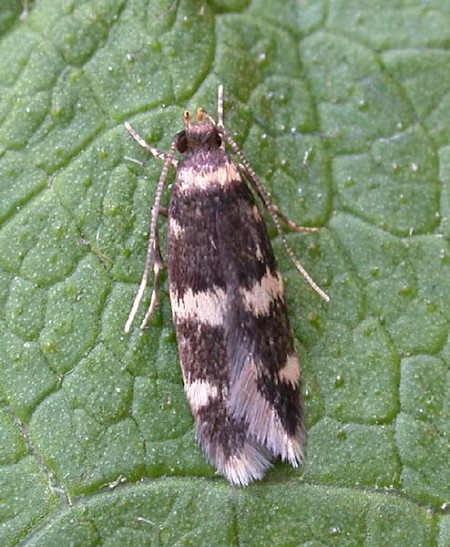 Oegoconia deauratella