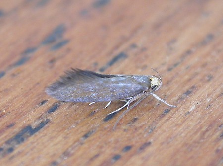 Crassa unitella