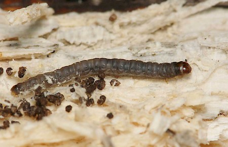 Oecophora bractella