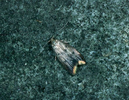Tachystola acroxantha